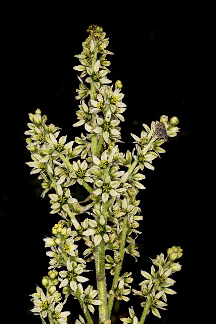 044Veratrum 19-5578.jpg